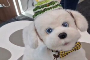 Lilmilo il cane robotico