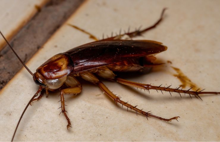 scarafaggio in casa