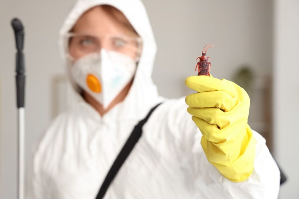 A causa di questo errore gli scarafaggi arrivano anche nelle case pulite: non farlo mai più